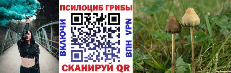 blacksprut ONION  закладка  Кукмор  Псилоцибиновые грибы Psilocybe 